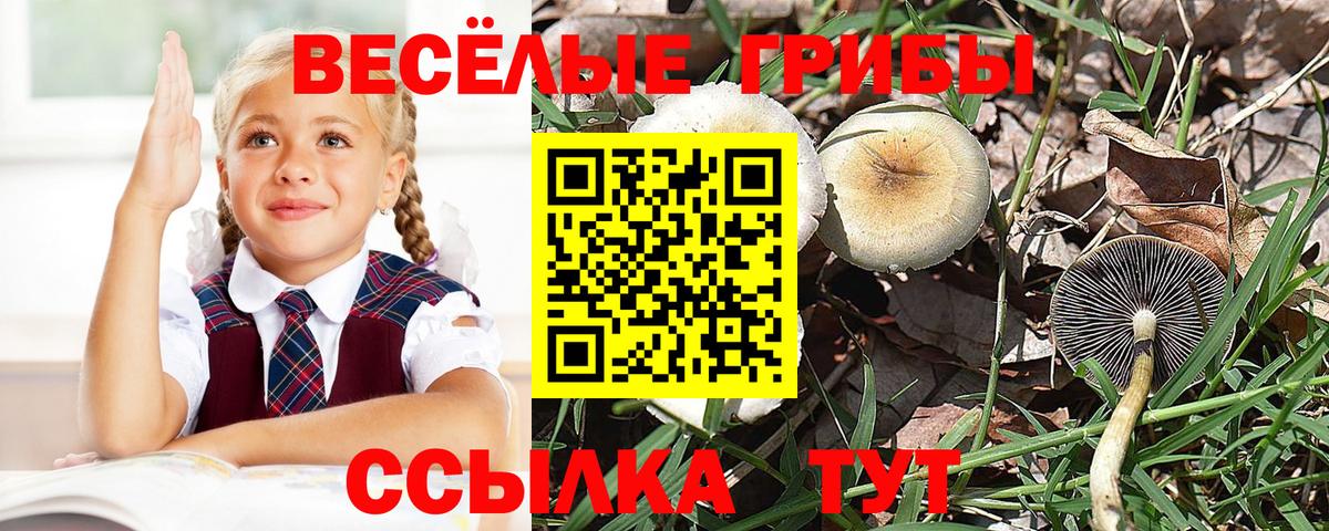 Псилоцибиновые грибы мицелий  Вход с VPN  Королёв 